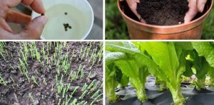 Cách trồng rau tiến vua