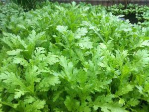 Cách trồng rau cải cúc