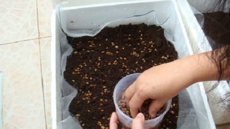 Cách trồng rau cải cúc