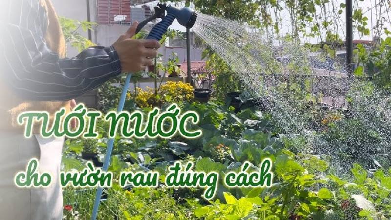 Cách trồng rau cải cúc
