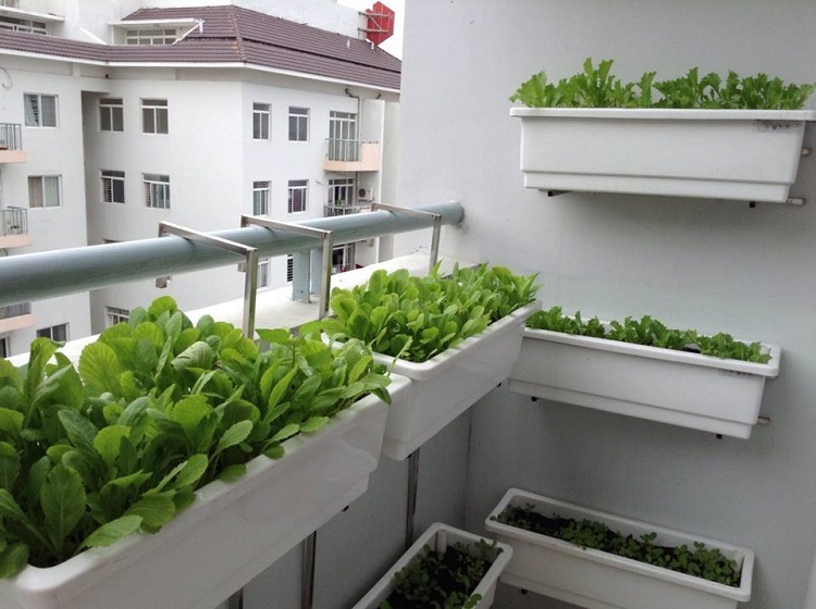 Rau sạch trong chậu tại nhà