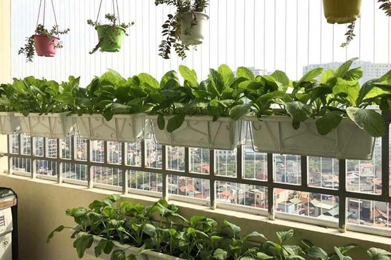 Rau sạch trong chậu tại nhà