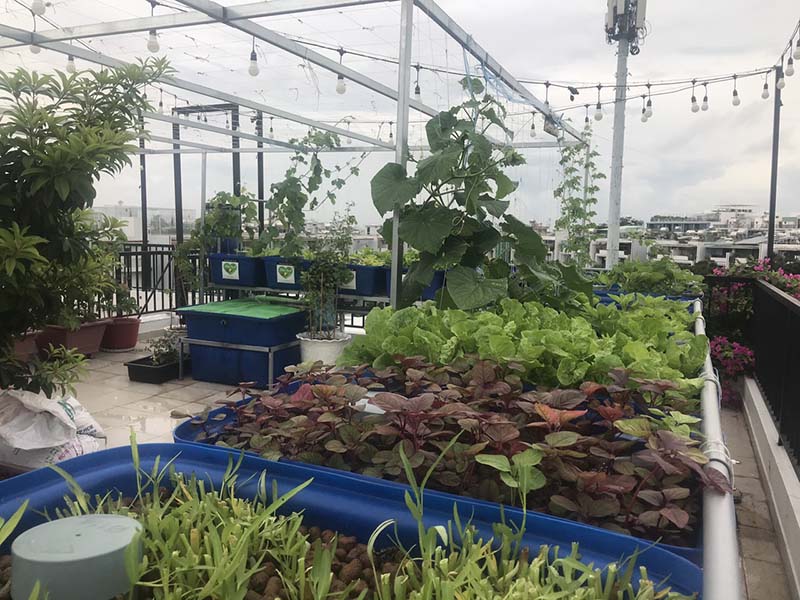 mô hình aquaponics