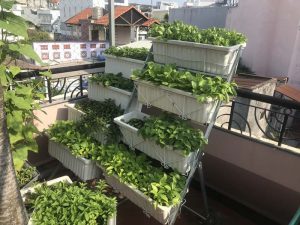 Rau sạch trong chậu tại nhà