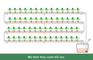 Cách chăm sóc vườn rau thủy canh