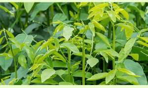 Cách trồng bồ ngót