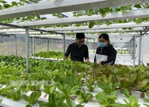 Cách trồng cải thìa