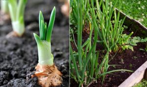 Cách trồng hành lá bằng hạt