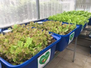 Giải pháp trồng rau sạch hiệu quả