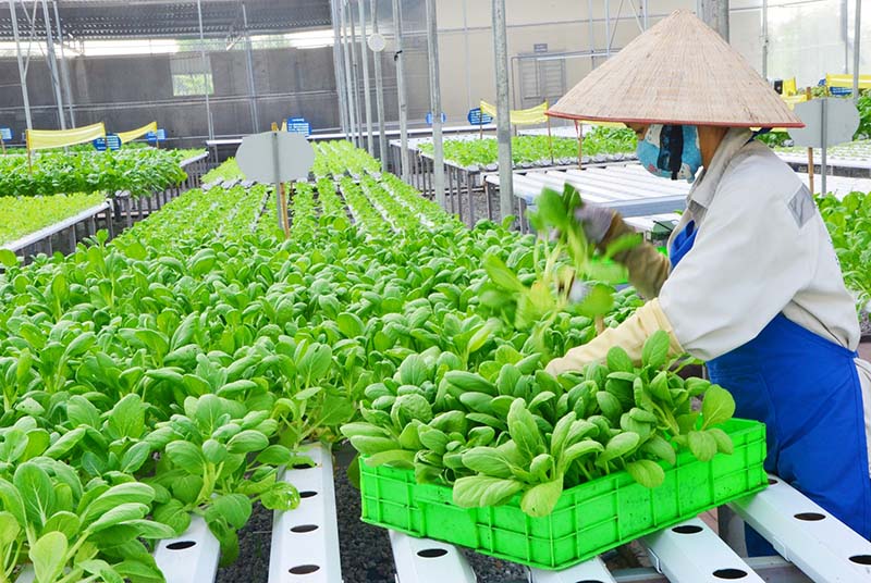 Trồng rau sạch công nghệ cao
