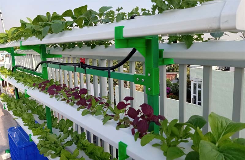 Trồng rau sạch công nghệ cao