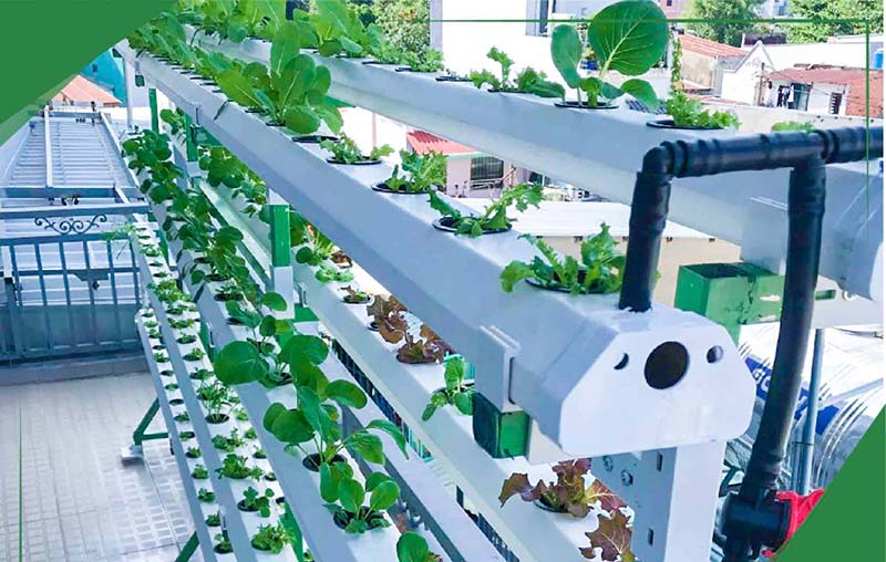 Trồng rau sạch công nghệ cao