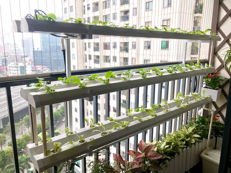 Trồng rau sạch công nghệ cao