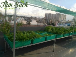 Trồng rau sạch công nghệ cao