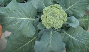 Cách trồng cây súp lơ xanh