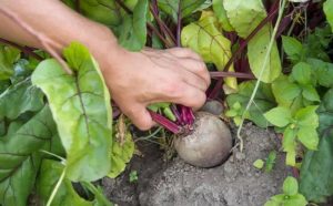 Hướng dẫn cách trồng củ dền