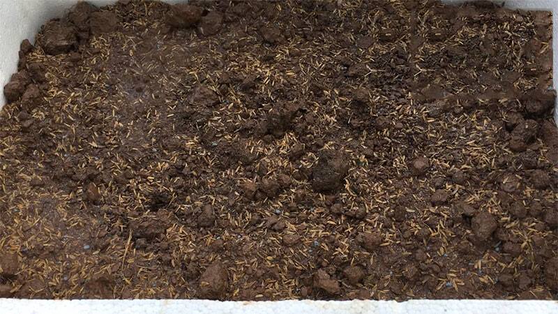 Cách trồng rau mồng tơi bằng hạt