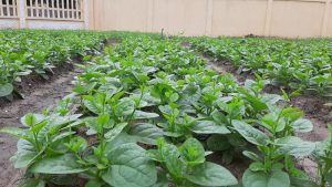 Cách trồng rau mồng tơi bằng hạt