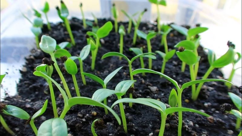 Cách trồng rau mồng tơi bằng hạt