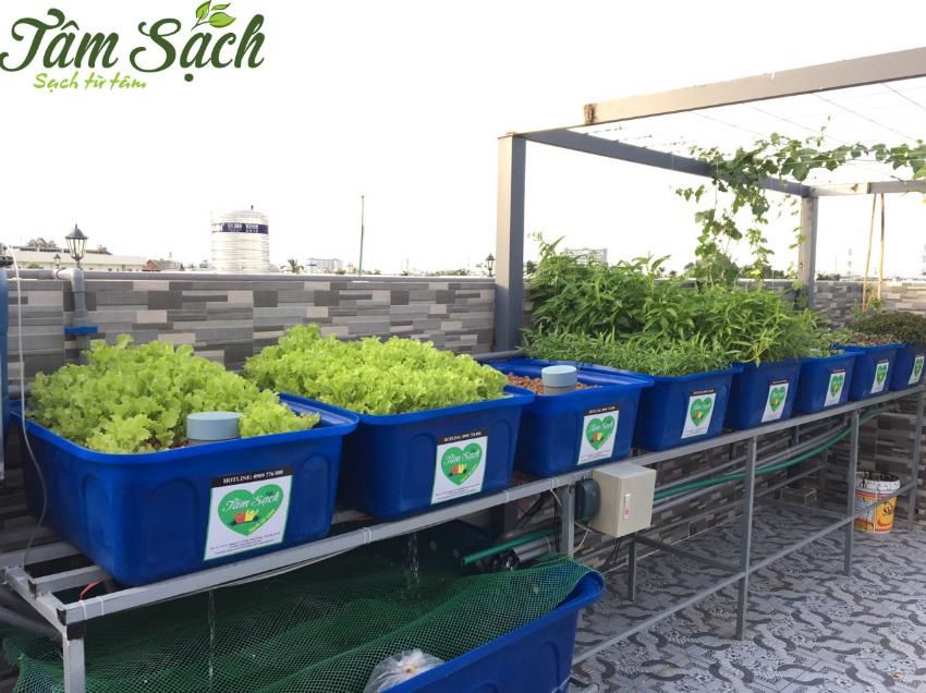Cách trồng rau mồng tơi bằng hạt