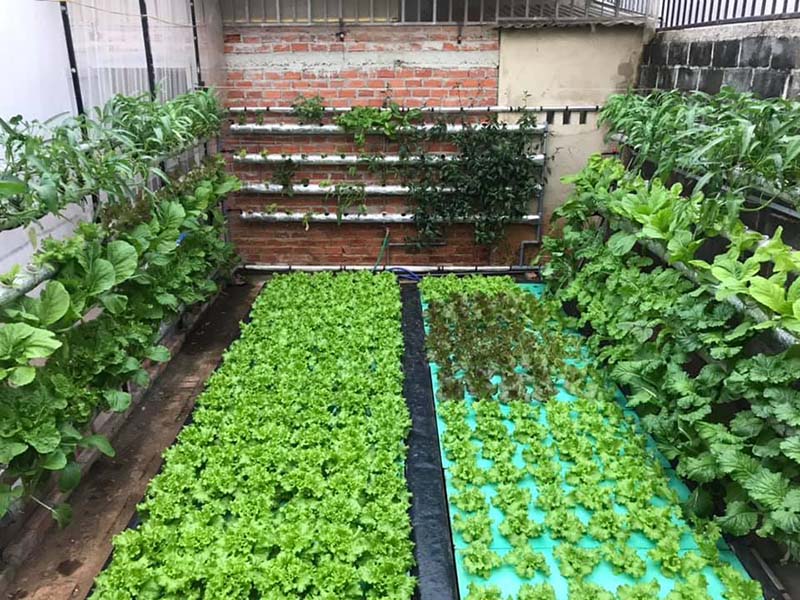 Giàn trồng rau thủy canh tự động