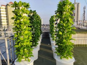 Giàn trồng rau thủy canh tự động