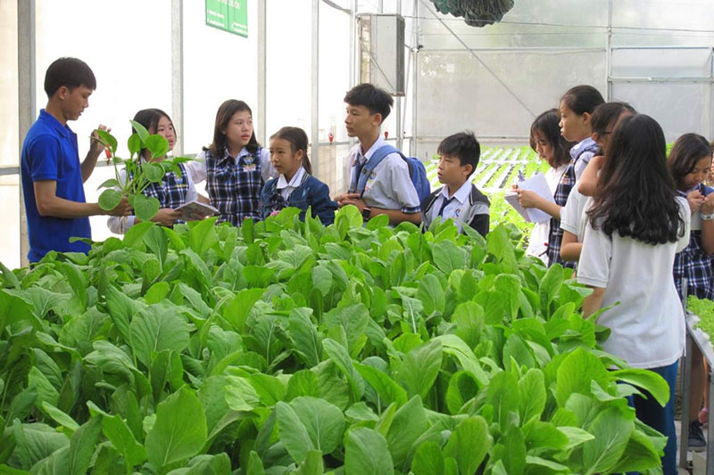 Giàn trồng rau thủy canh tự động