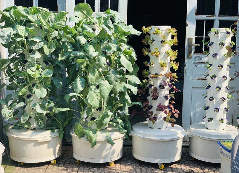Giàn trồng rau thủy canh tự động