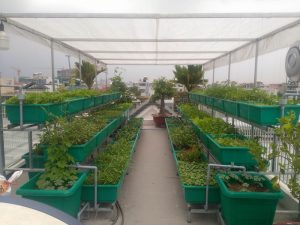 Kệ trồng rau tại nhà