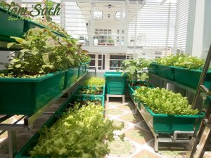 Mẹo khắc phục sai lầm trồng rau thường gặp