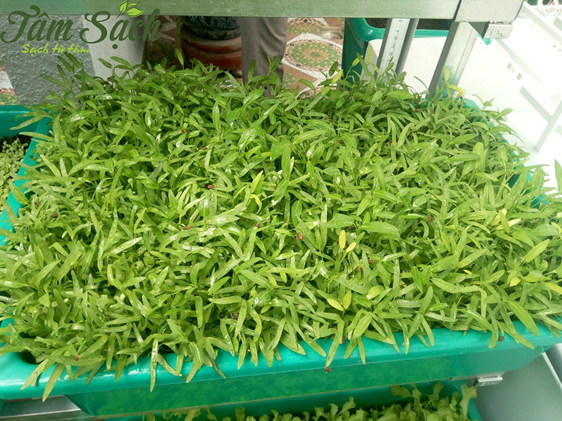 Mẹo khắc phục sai lầm trồng rau thường gặp