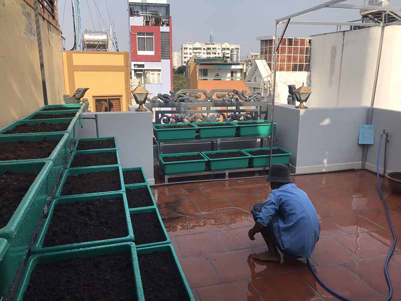 Mẹo khắc phục sai lầm trồng rau thường gặp