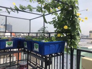 Mô hình Aquaponics mini