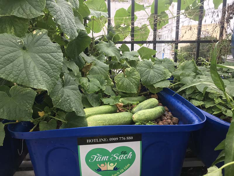 Mô hình Aquaponics mini