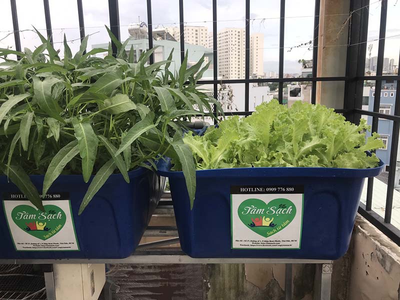 Mô hình Aquaponics mini