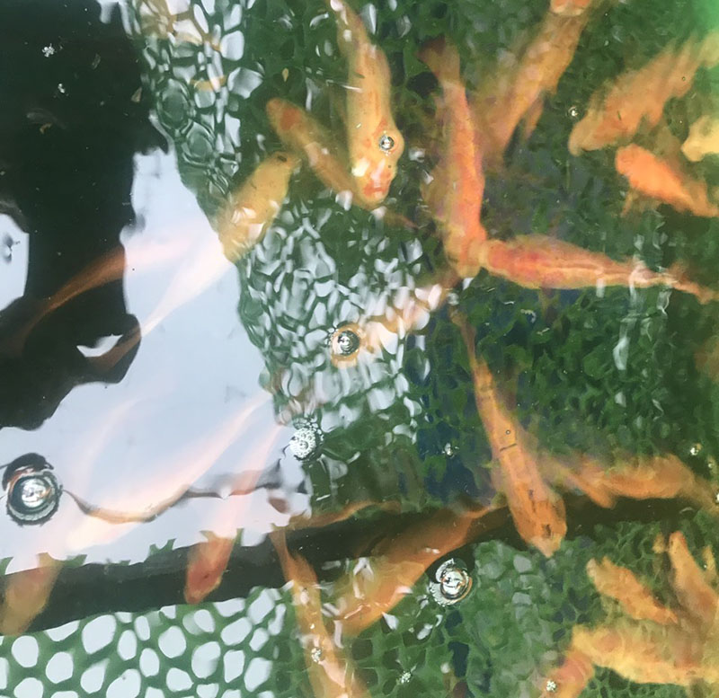 Mô hình Aquaponics mini
