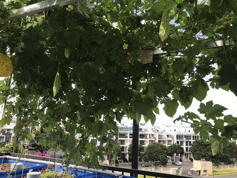 Mô hình Aquaponics mini