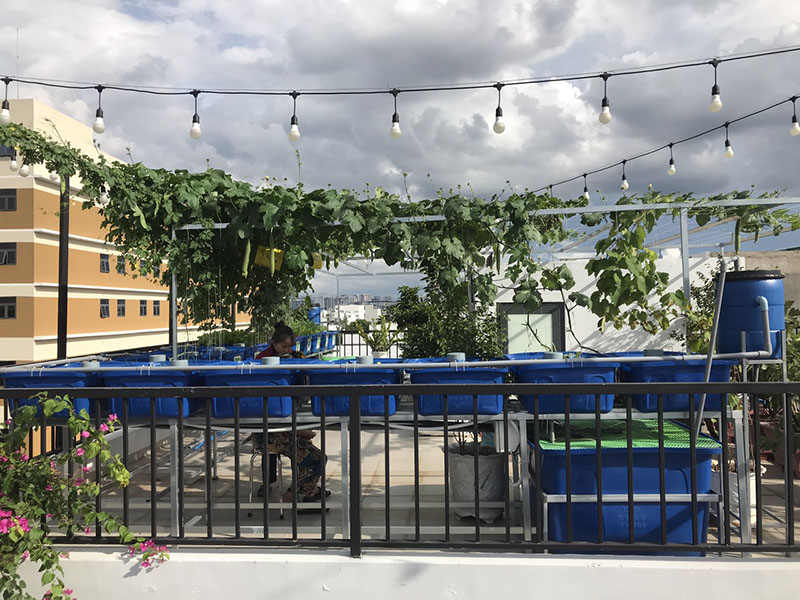 Mô hình Aquaponics mini
