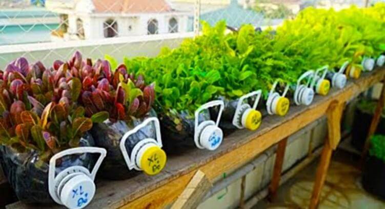 Mô hình rau sạch tại nhà