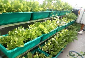 Mô hình rau sạch tại nhà