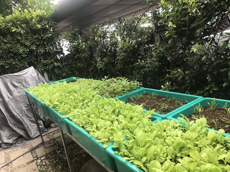 Trồng rau sạch tại nhà 