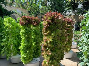 Trồng rau thủy canh cho gia đình