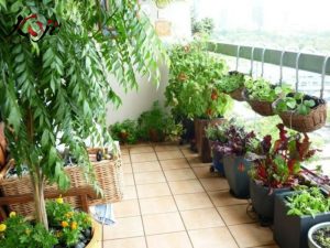 Trồng rau trên ban công nhỏ