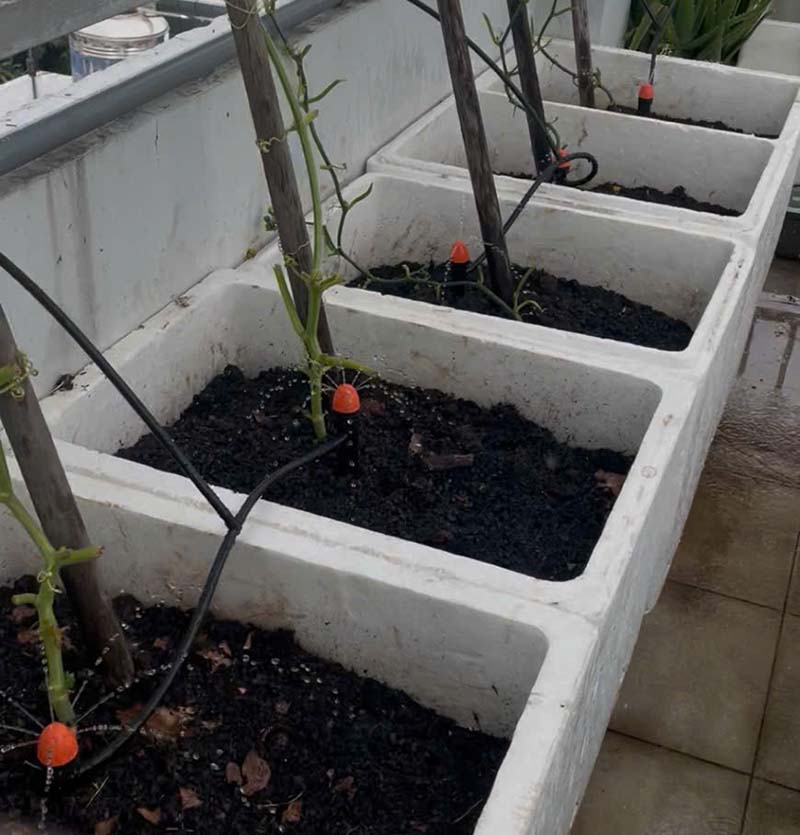 Tưới tự động cho vườn rau