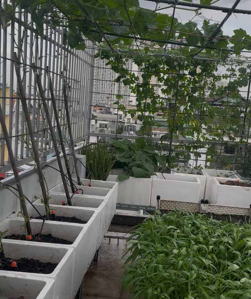 Tưới tự động cho vườn rau
