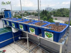 Hệ aquaponics trồng rau nuôi cá