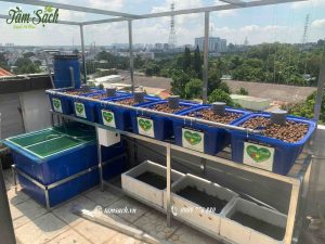hệ aquaponics trồng rau nuôi cá