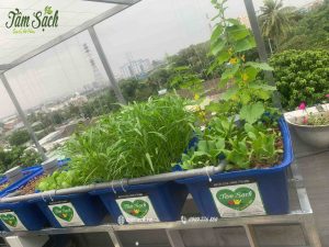 rau trong hệ aquaponics