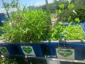 Aquaponics
