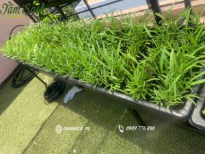 kệ trồng rau muống
